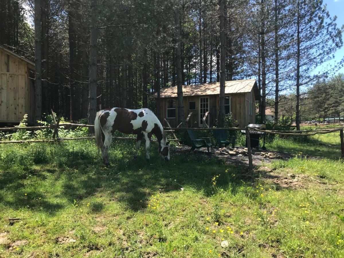 D & K Ranch “Max'S Cabin” Interlaken Dış mekan fotoğraf